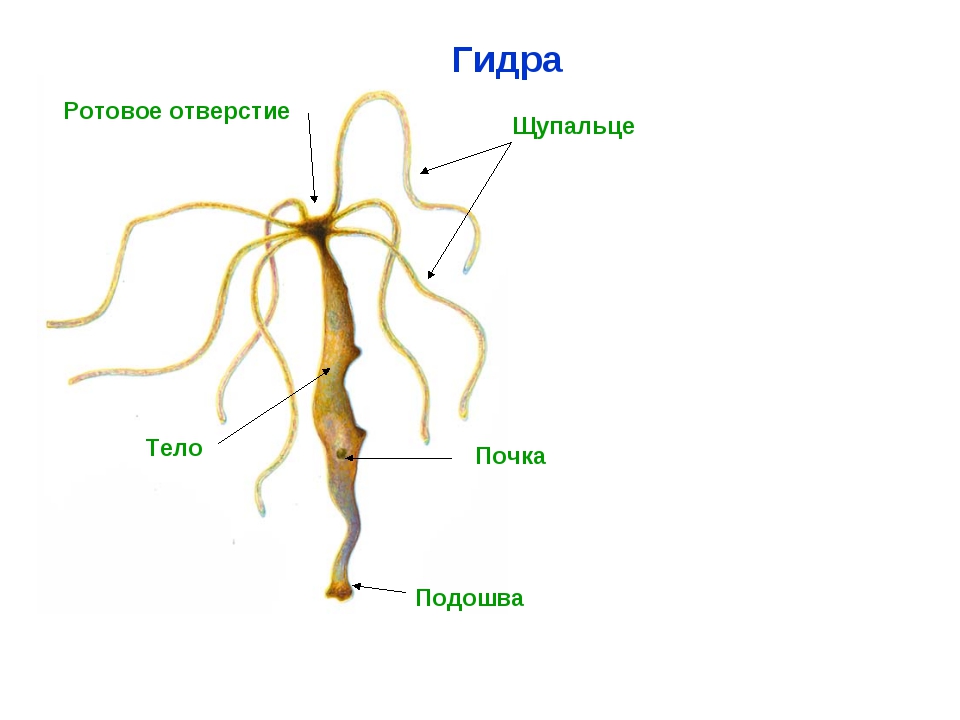 Kraken актуальные ссылки официальный сайт