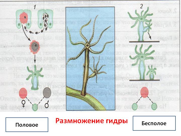 Оригинальная ссылка на магазин кракен