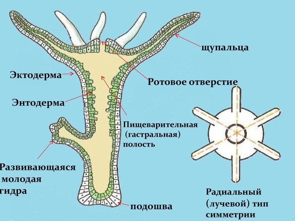 Кракен сайт в тор браузере